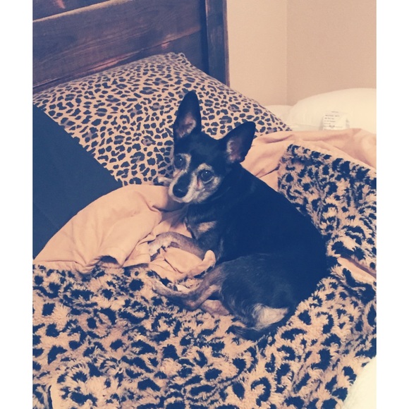 Meet your Posher, Morgan