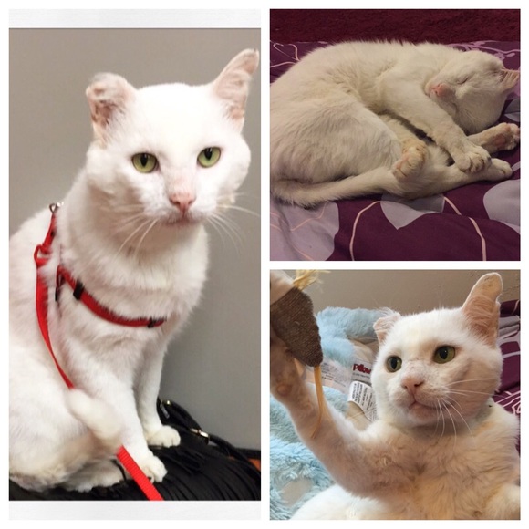 Meet your seller/buyer - Picture 4 of 4