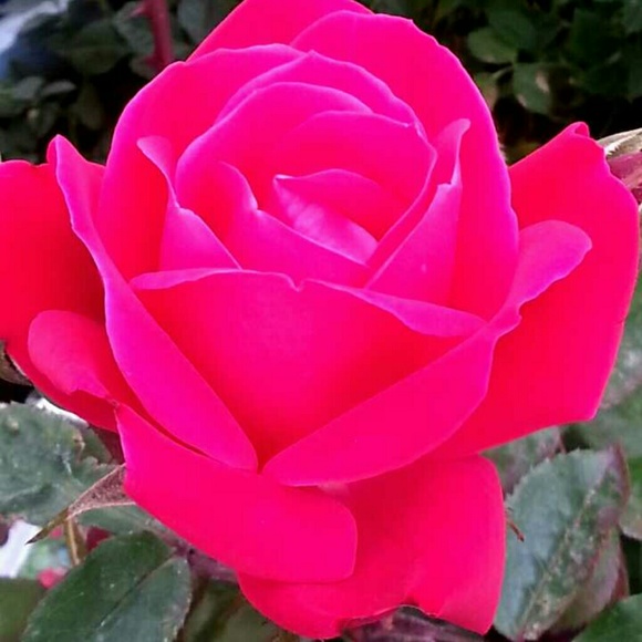 Meet your Posher, Katie - Picture 1 of 1