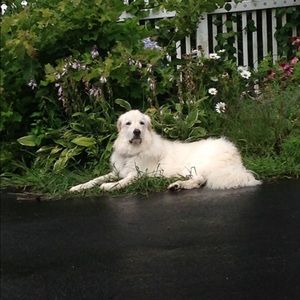 Meet your Posher, Peter