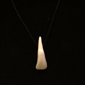Taxidermy Jewelry Real Buffalo Tooth Necklace