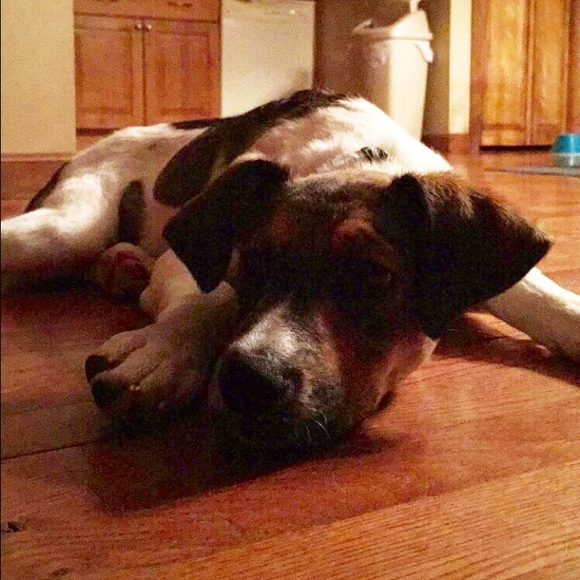 Meet your Posher, Sydney - Picture 1 of 2