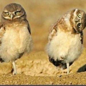 Meet your Posher, Faith