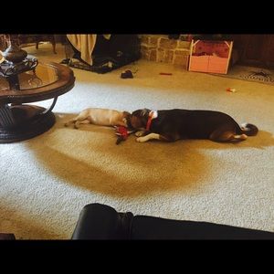 Meet your Posher, Casey