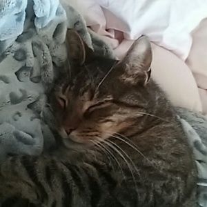 Meet your Posher, Henry