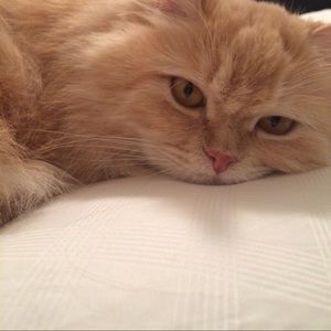 Meet your Posher, Camila