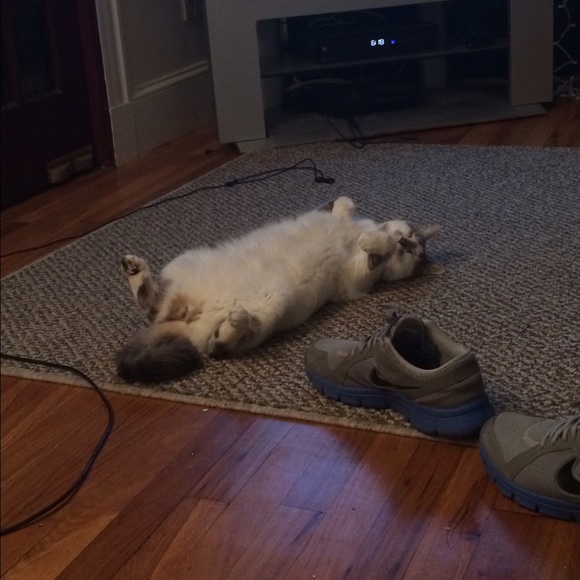 Meet your Posher, Connor - Picture 1 of 1