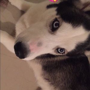 Meet your Posher, Dohani