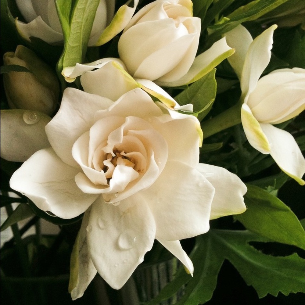 Meet your Posher, Teresa