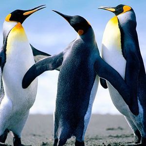 Meet your Posher, Shawn