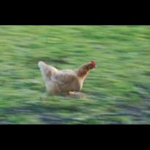 Meet your Posher, User