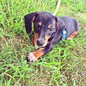 Meet your Posher, Shannon