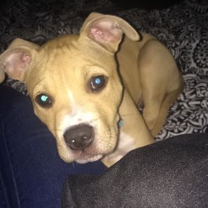 Meet your Posher, Amber