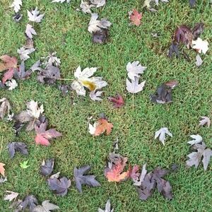 Meet your Posher, Chelsie