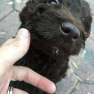 Meet your Posher, Amy