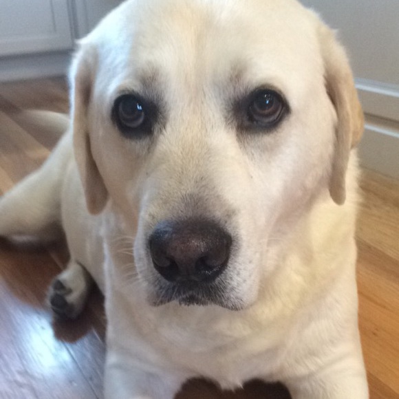 Meet your Posher, Emma