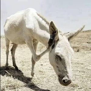 Meet your Posher, Johnny