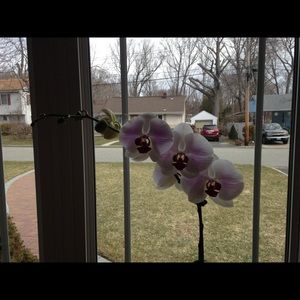 Meet your Posher, Adriana