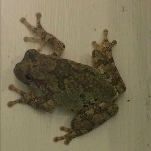 Meet your Posher, Caitlin