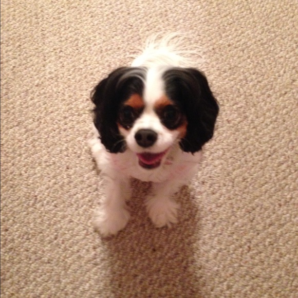 Meet your Posher, Nicole - Picture 1 of 1