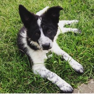 Meet your Posher, Kali