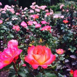 Meet your Posher, Kate