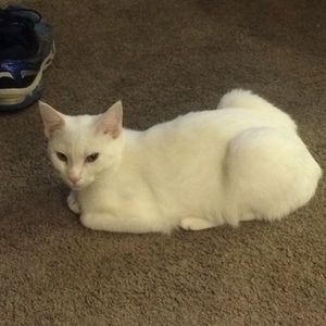 Meet your Posher, Peter