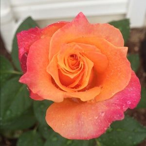 Meet your Posher, Xue