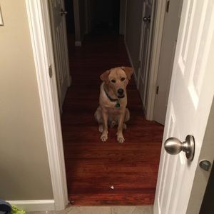 Meet your Posher, Lacy