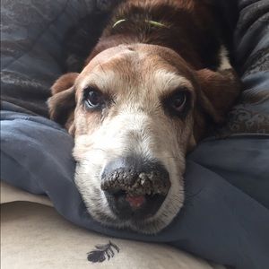 Meet your Posher, Rachel