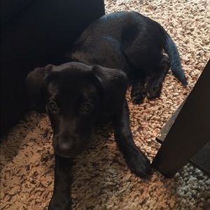 Meet your Posher, Taylor