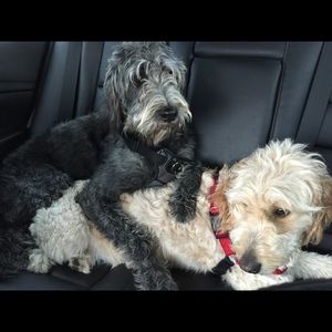 Meet your Posher, Alex