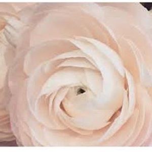 Meet your Posher, Daisy