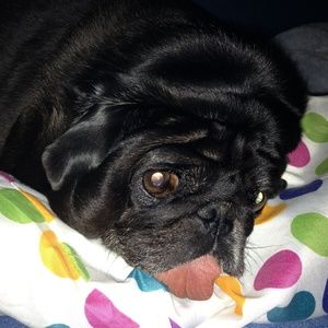 Meet your Posher, Tamara