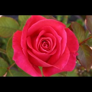 Meet your Posher, Lizbeth