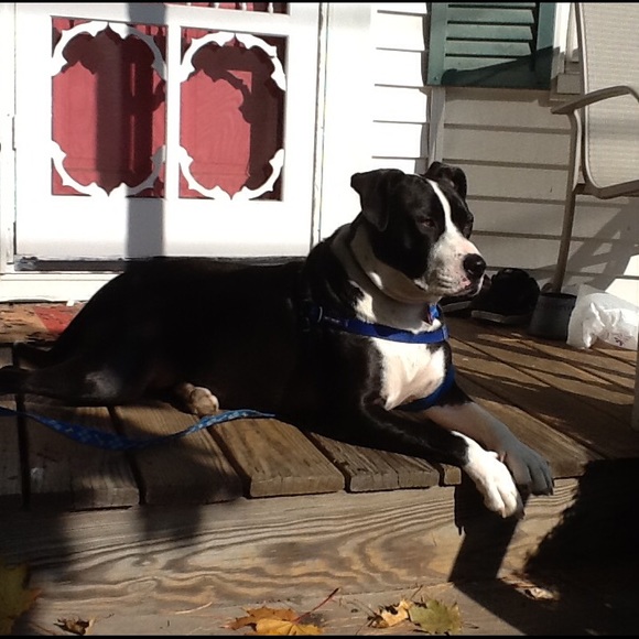 Meet your Posher, Elizabeth - Picture 4 of 8