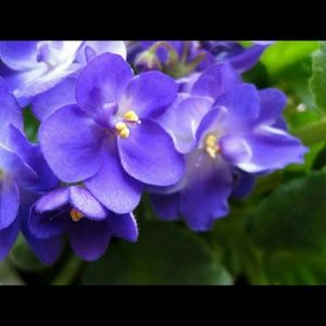 Meet your Posher, Chandra