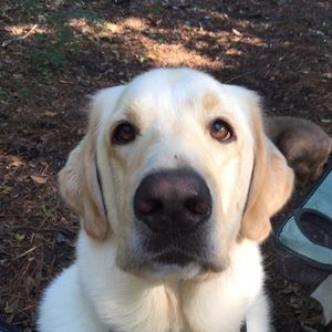 Meet your Posher, Bridget