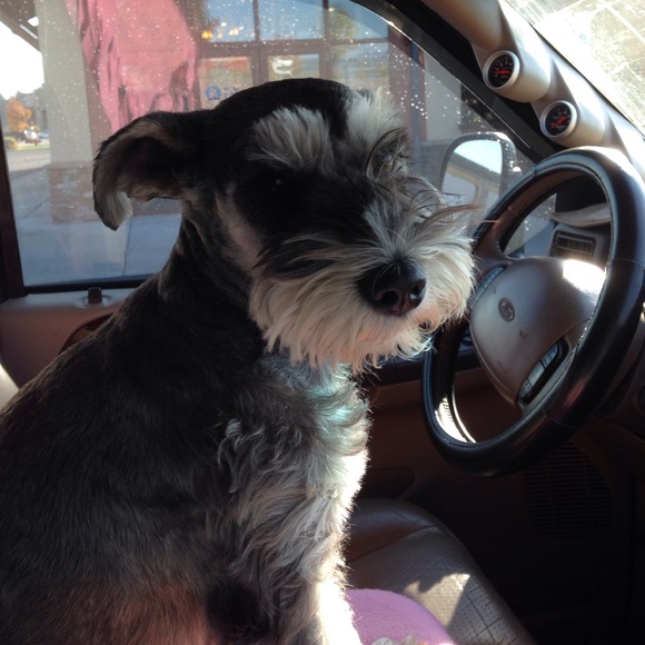 Meet your Posher, Sara - Picture 1 of 1