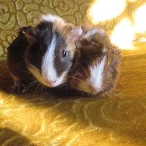 Meet your Posher, Jessie