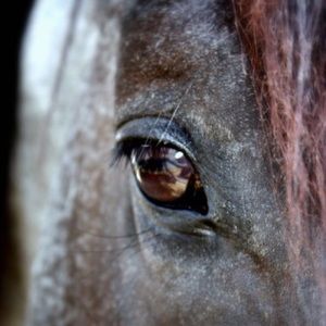 Meet your Posher, Grace