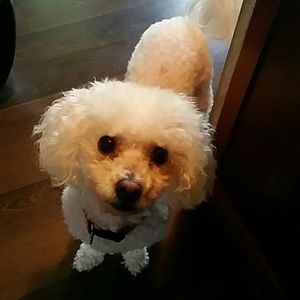 Meet your Posher, Lisa