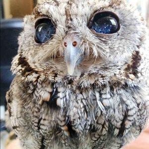 Meet your Posher, Dan