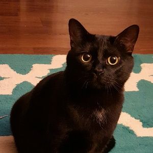 Meet your Posher, Mikayla