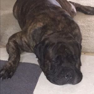 Meet your Posher, Shannon