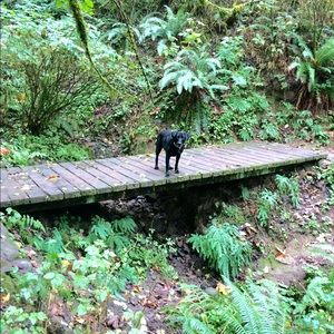 Meet your Posher, Amanfa