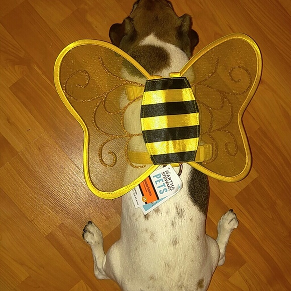 Martha Stewart Bumble Bee harness
