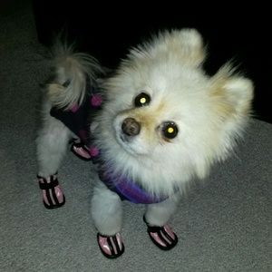 Meet your Posher, Shannon