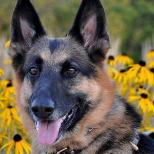 Meet your Posher, Laurie