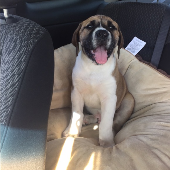 Meet your Posher, Izzy - Picture 2 of 3